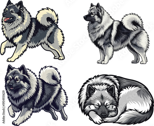 Keeshond dog standing curled up sleeping running playful pose set