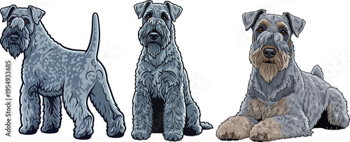 Kerry Blue Terrier dog lying down sitting standing rear view pose set