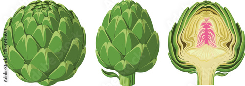 Fresh green artichoke whole and cut section detailed botanical vegetable illustration isolated healthy organic food vector set