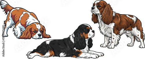 King Charles Spaniel dog lying down sniffing ground standing pose set