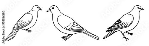 Dove set with simple line art design featuring peace, bird, animal with nature and freedom