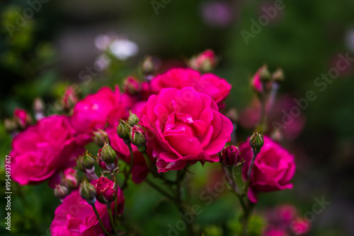 Vibrant Floral Blossom Macro Close Up Soft Background