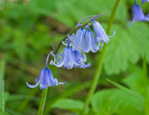 close up of bluebells with purple flowers and green leaves in the garden - Hyacinthoides non-scripta 