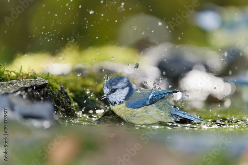 A blue tit bathes in the forest pond, , water is splashing. A cute blue tit in the nature habitat.  Cyanistes caeruleus
