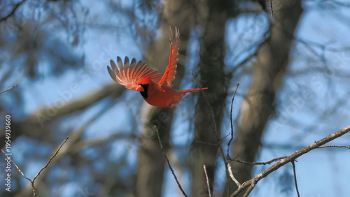 A striking male Northern Cardinal captured mid-flight, wings fully spread, soaring over a beautiful blue