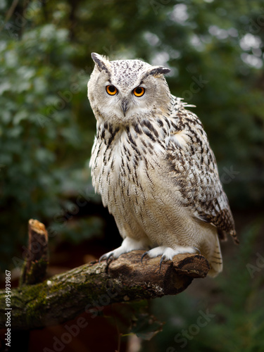 Eurasian eagle owl on branch