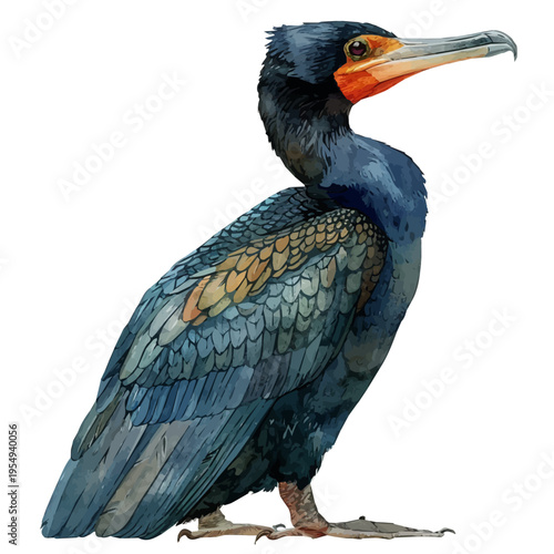 Cormorant, clipart watercolor vector with gentle, isolated on a white background.