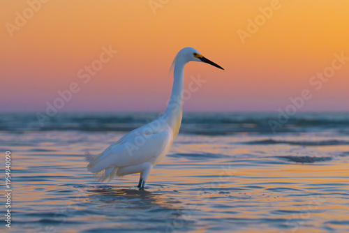 Photography Snowy egret standing in shallow ocean water at sunset