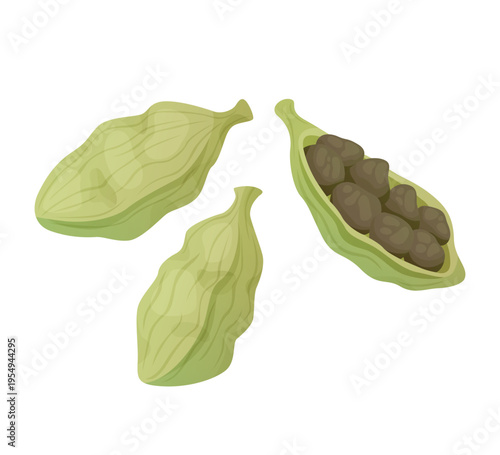 Cardamom pod illustration, spice ingredient seed