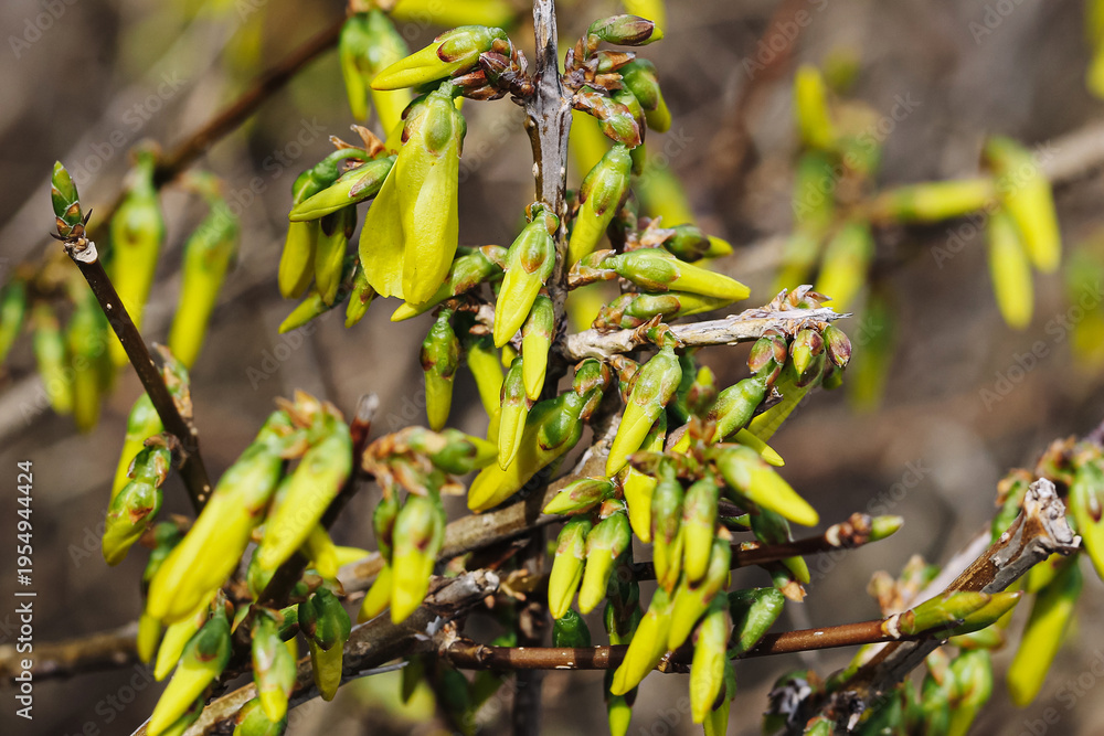 Obraz premium Forsythia buds on branches in spring. Yellow flower buds before blooming on shrub. Early spring plant with fresh green and yellow buds. Seasonal nature background with forsythia branches.