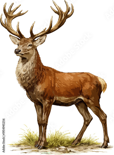 Cervus elaphus illustration art