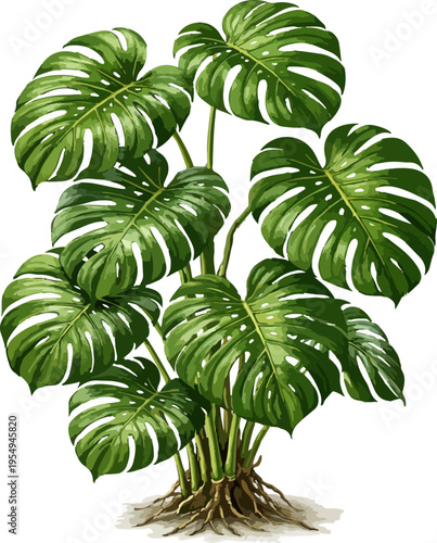Monstera deliciosa illustration art