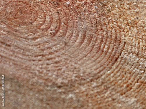 Circular saw marks on cut tree trunk