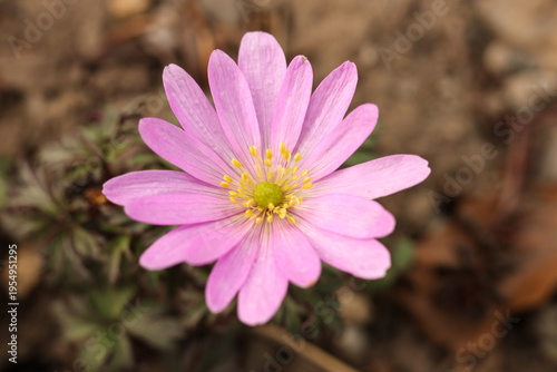 Macro of a Pink Balkan Anemone (Anemone blanda) Blooming in Spring Garden
