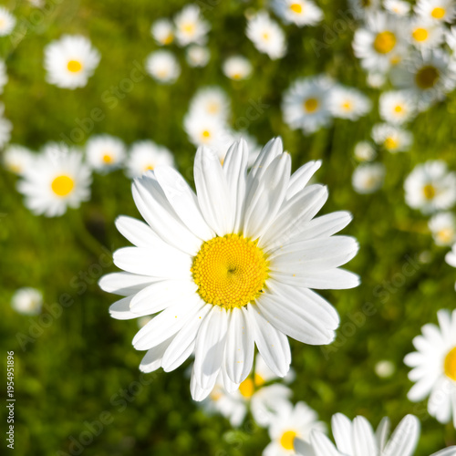 Blühende Margerite in einer Nahaufnahme