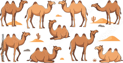 Bactrian camel vector illustration set featuring two humped camels in standing and sitting poses with desert dunes and cacti for wildlife and travel designs.