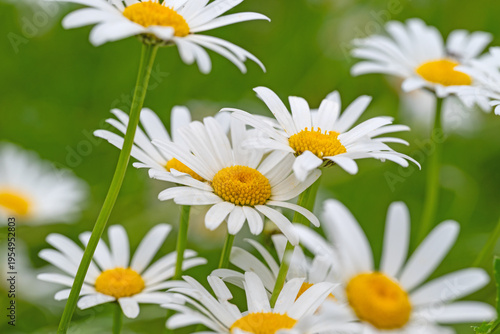Blühende Margeriten,Leucanthemum, im Frühling