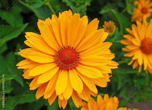 Blühendes Sonnenauge in einer Nahaufnahme