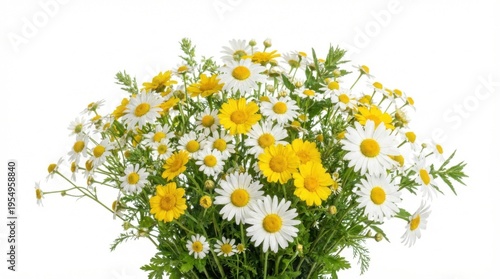 Fresh bouquet of chamomile flowers isolated on white background