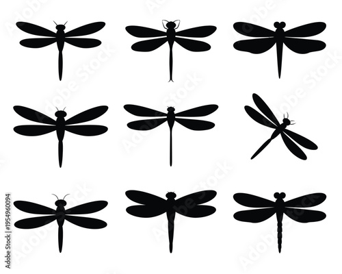 Dragonfly species set, entomology class resources, kids science camp graphics, biology education clipart, vector silhouettes, nature study, summer design