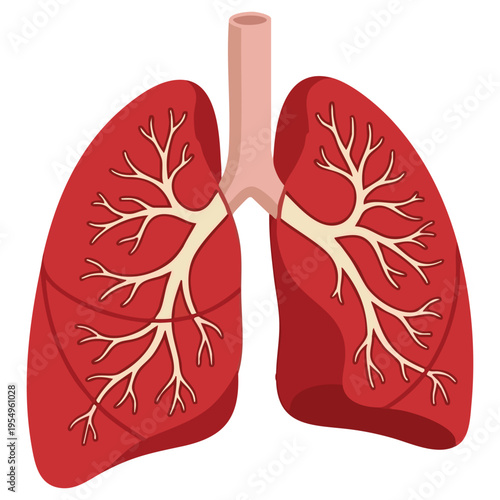 Human Lungs Medical Illustration