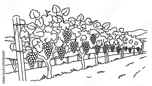 Line art vector illustration of a vineyard with ripe grapes on vines against a mountain backdrop