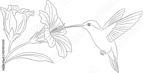 Elegant outline drawing of a small, energetic hummingbird with widespread wings, delicately extracting nectar from a vibrant blossom in a serene natural environment.