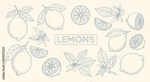 Botanical Line Art Illustration of Fresh Lemons, Slices, Leaves, and Blossoms on a Light Beige Background