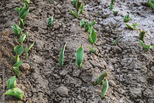 Young green tulip shoots sprout through dry cracked soil in a flowerbed in early spring. The frame demonstrates the awakening of nature and the start of the outdoor gardening season.