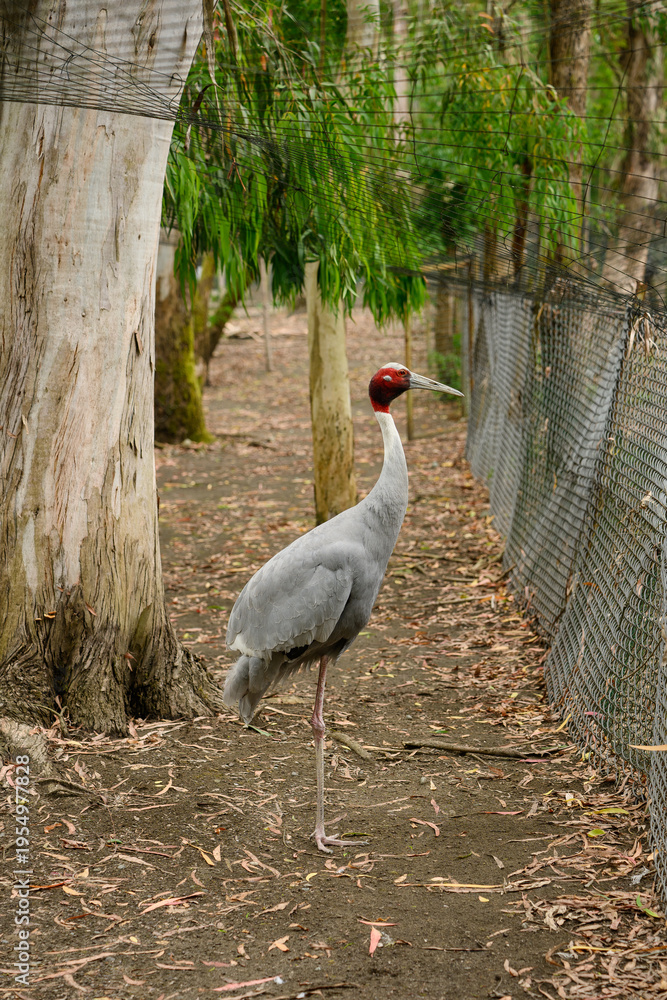 Obraz premium Common crane stands near wire fence in fenced enclosure in nature reserve. Solitary bird with golden crown at zoo. The concept of protecting endangered bird species. Grus grus