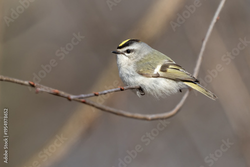 golden crowned kinglet perched on branch with clean beautiful background