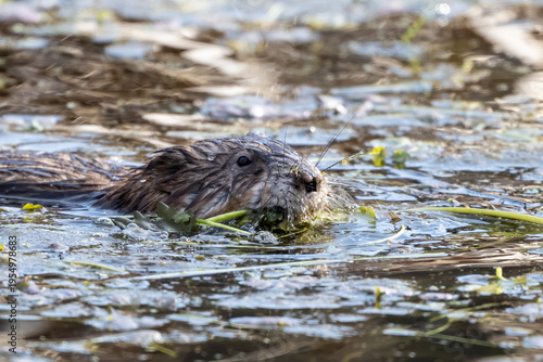 muskrat swimming in river with branch in mouth