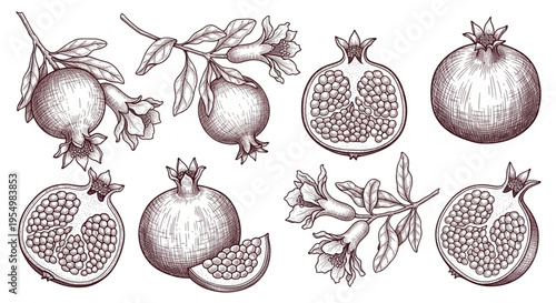 Vintage Botanical Pomegranate Sketch Set with Hand Drawn Fruit Half and Flowering Branches