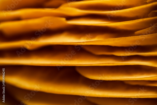 The texture of the underside of a brown mushroom cap. Abstract nature, botanical background