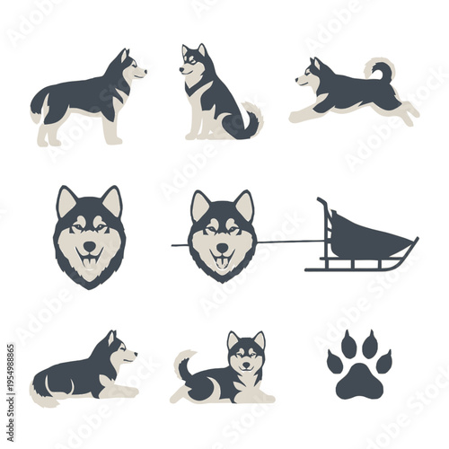 Flat vector illustration collection of Alaskan Malamute and Siberian Husky dogs in various poses including standing, sitting, running, lying down, head portraits, dog sled, and paw print.