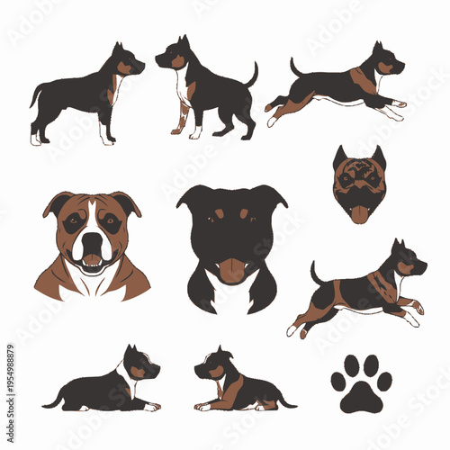 Collection of American Staffordshire Terrier and Pit Bull illustrations featuring various poses including running, standing, and sitting, with detailed headshots and a paw print icon.