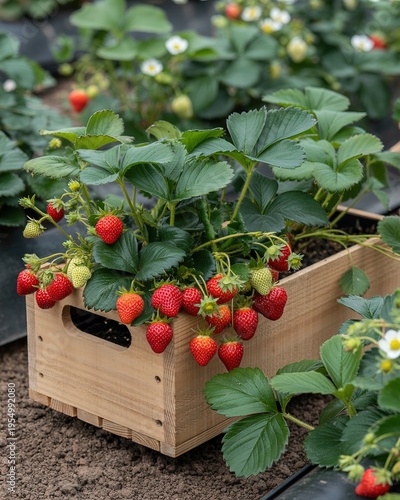 Strawberries Growing Ripe and Green in a Rustic Wooden Crate Outdoors