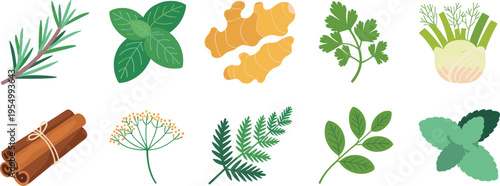 Collection of fresh herbs and spices vector illustration including rosemary basil ginger coriander fennel cinnamon dill leaves botanical set natural