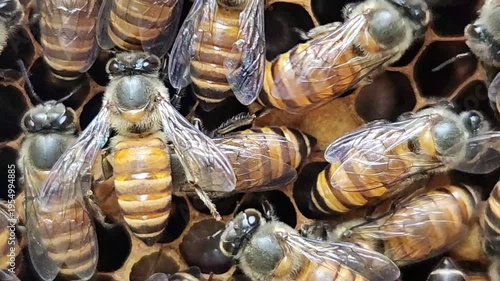 Close-up of honeybees working on a honeycomb inside a hive, showing active colony behavior and natural honey production. The scene highlights teamwork, pollination, and ecological balance.