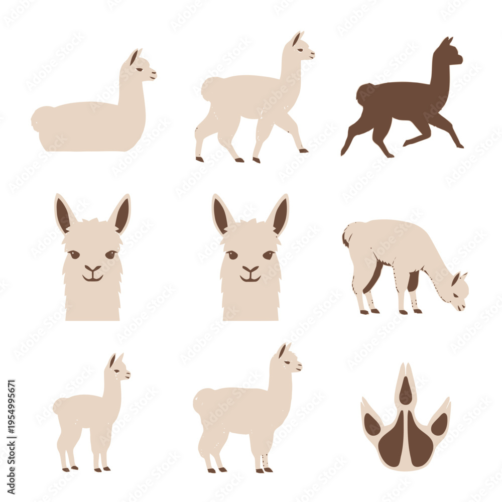 Fototapeta premium Collection of llama and alpaca illustrations including running, walking, grazing, sitting, and standing poses, baby cria, facial portraits, and a paw print track on white background.