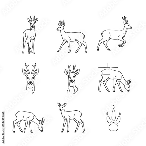 Collection of roe deer line art illustrations featuring various poses including standing, walking, and grazing animals, with front head views and a detailed hoof print icon set.