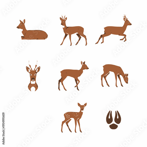 Vector illustration set of roe deer in various poses including standing, jumping, grazing, and lying down, plus a spotted fawn, buck head with antlers, and a hoof print.