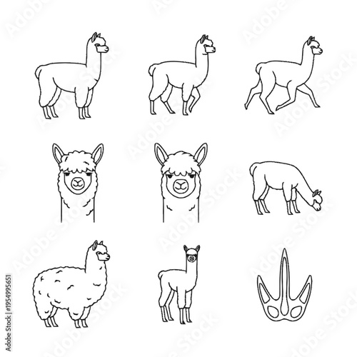 Collection of black and white line art illustrations featuring llamas and alpacas in various poses including standing, walking, running, grazing, and portrait heads for coloring pages.