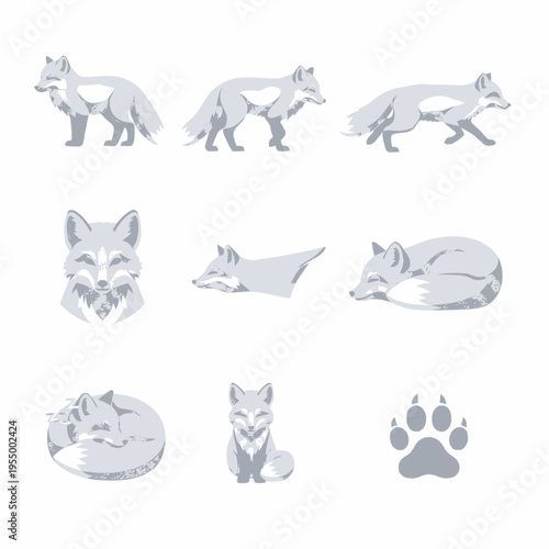 Vector illustration set featuring an arctic fox in different positions such as standing, running, walking, sitting, and sleeping, including a portrait head and a paw print icon.