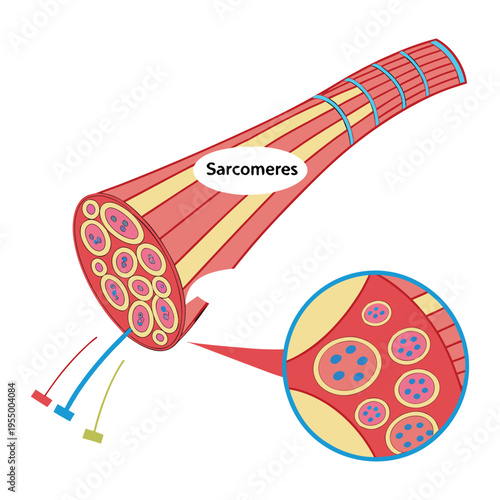Skeletal muscle is made of long, striated fibers packed with myofibrils, containing repeating sarcomeres for contraction, supported by connective tissue and nerves.
