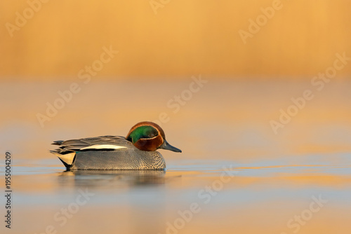 Foto Male Common Teal (Anas crecca) swimming on a calm lake during golden hour