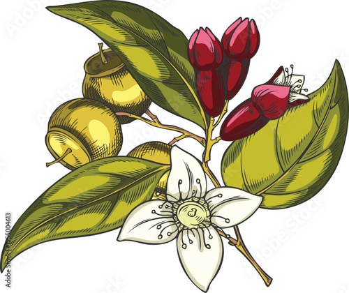 Sandalwood tree branch with leaves, flowers and seeds sketch, vector hand drawn organic cosmetics and perfume ingredient