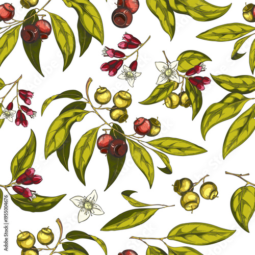 Sandalwood tree branch with leaves, flowers and seeds, vector sketch seamless pattern, cosmetics and perfume ingredient