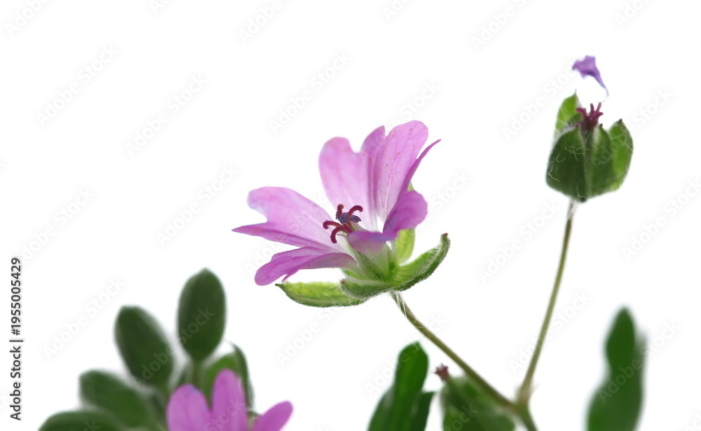 Fototapeta premium Cut-leaved crane's-bill (Geranium dissectum) leaves and flower. Pink flower on plant in the family Geraniaceae growing, isolated on white background