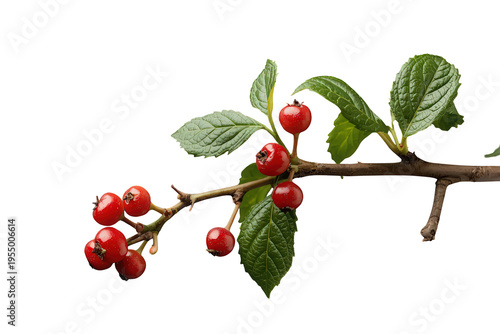 Branch with vibrant red berries and green leaves, autumn botanical element on transparent background